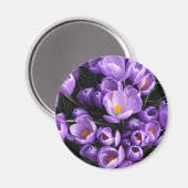 Lila Crocus Kühlschrank Magnet (Vorderseite/Rückseite)