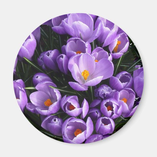 Lila Crocus Kühlschrank Magnet (Vorne)