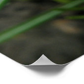 Lila Crocus Macro Print Poster (Ecke)