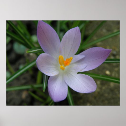Lila Crocus Macro Print Poster (Vorne)