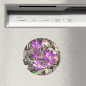 Lila Crocus Magnet (In Situ (Geschirrspüler))