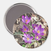 Lila Crocus Magnet (Vorderseite/Rückseite)