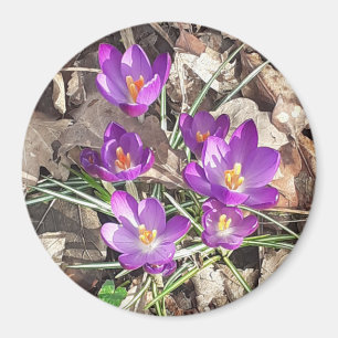 Lila Crocus Magnet
