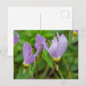 Lila Crocus Nudiflorus Blume Postkarte (Vorne/Hinten)
