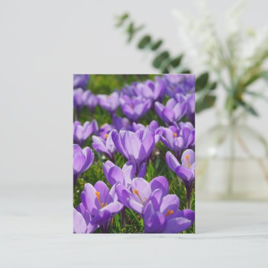Lila Crocus Ostergruss Postkarte (Stehend Vorderseite)