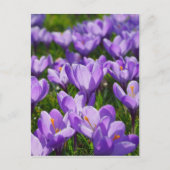 Lila Crocus Ostergruss Postkarte (Vorderseite)