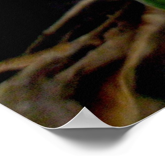 Lila Crocus Poster (Ecke)