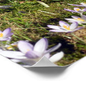 Lila Crocus Poster (Ecke)