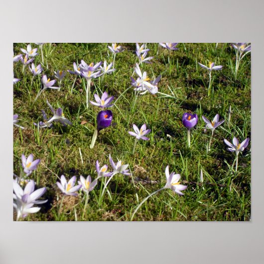 Lila Crocus Poster (Vorne)