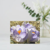 Lila Crocus Postkarte (Stehend Vorderseite)