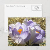 Lila Crocus Postkarte (Vorne/Hinten)