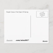 Lila Crocus Postkarte (Rückseite)