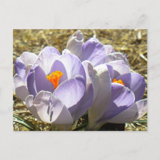 Lila Crocus Postkarte (Vorderseite)