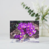 Lila Crocus Postkarte (Stehend Vorderseite)