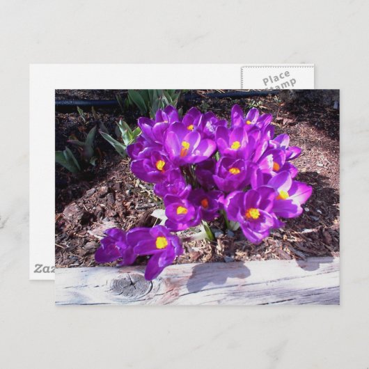 Lila Crocus Postkarte (Vorne/Hinten)
