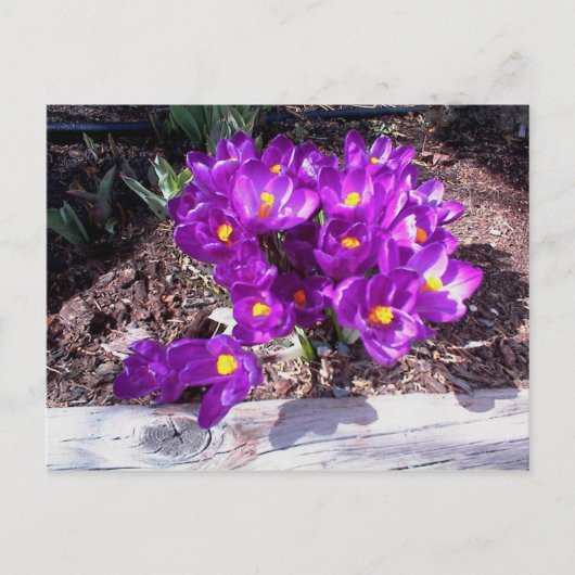 Lila Crocus Postkarte (Vorderseite)