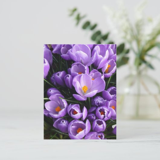 Lila Crocus Postkarte (Stehend Vorderseite)