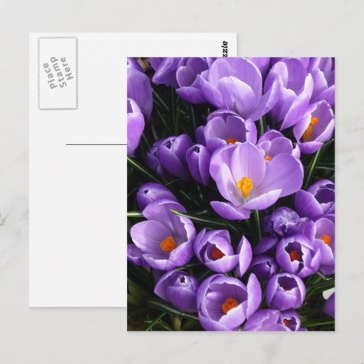 Lila Crocus Postkarte (Vorne/Hinten)