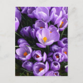 Lila Crocus Postkarte (Vorderseite)