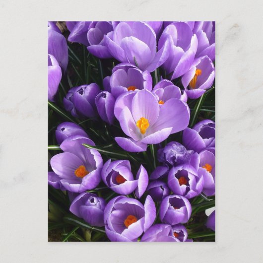 Lila Crocus Postkarte (Vorderseite)