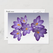 Lila Crocus Postkarte (Vorne/Hinten)