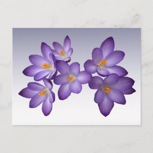 Lila Crocus Postkarte (Vorderseite)