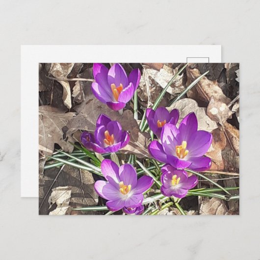 Lila Crocus Postkarte (Vorne/Hinten)
