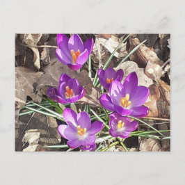 Lila Crocus Postkarte