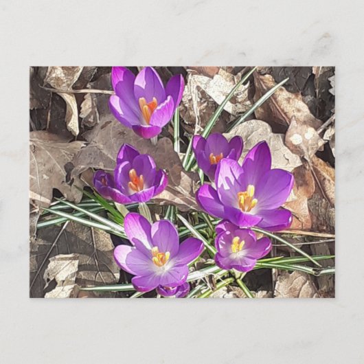 Lila Crocus Postkarte (Vorderseite)