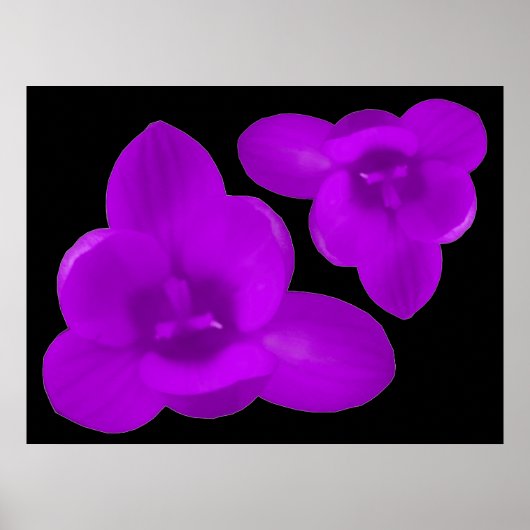 Lila Crocus Print Poster (Vorne)