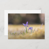 Lila Crocuses Nature Foto Card (Vorne/Hinten)