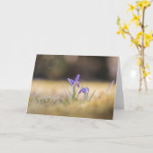 Lila Crocuses Nature Foto Karte (Gelbe Blume)
