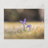 Lila Crocuses Nature Foto Postkarte (Vorderseite)
