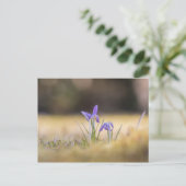 Lila Crocuses Nature Foto Postkarte (Stehend Vorderseite)