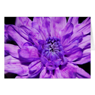 lila crysanthemum