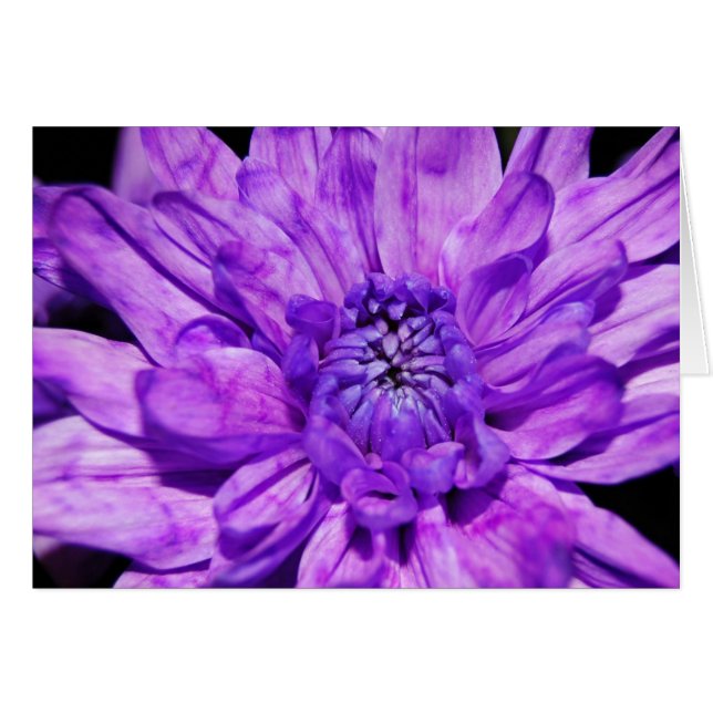 lila crysanthemum (Vorderseite (Horizontal))