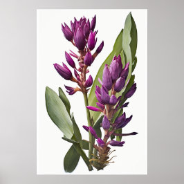 Lila Curcuma Blume Art Print Poster