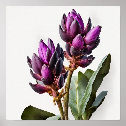 Lila Curcuma Blume Art Print Poster (Vorne)