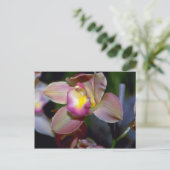 Lila Cymbidium Blume Postkarte (Stehend Vorderseite)