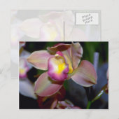 Lila Cymbidium Blume Postkarte (Vorne/Hinten)