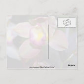 Lila Cymbidium Blume Postkarte (Rückseite)