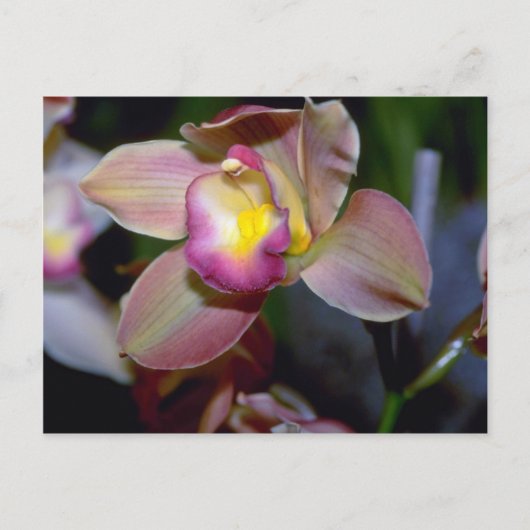 Lila Cymbidium Blume Postkarte (Vorderseite)