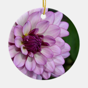 Lila Dahlia-Blume blüht Weihnachtsschmuck