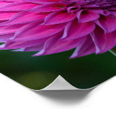 Lila Dahlia-Blume Poster (Ecke)