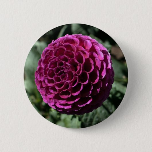 Lila Dahlia Button (Vorderseite)