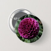 Lila Dahlia Button (Vorne & Hinten)