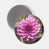 Lila Dahlia Magnet (Vorderseite/Rückseite)
