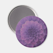 Lila Dahlia Magnet (Vorderseite/Rückseite)
