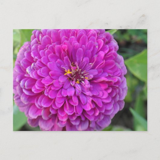 Lila Dahlia Postkarte (Vorderseite)