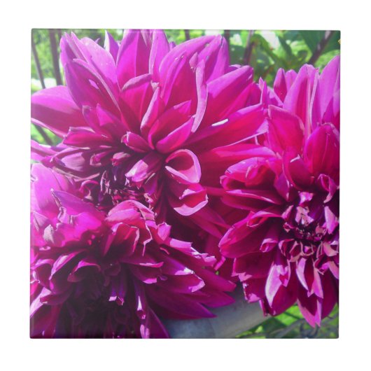 Lila Dahlie-Blumenfliese Fliese (Vorderseite)